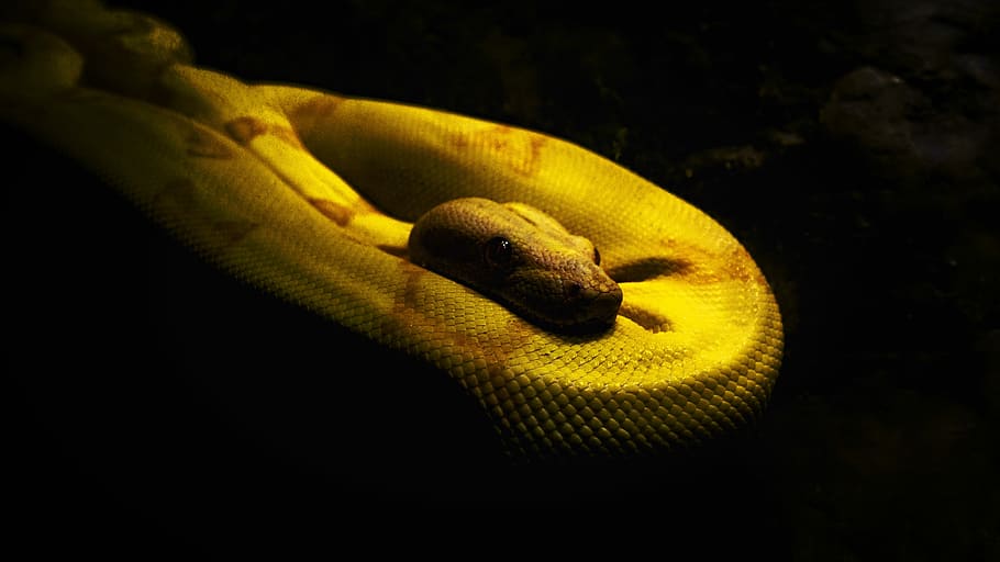 yellow and brown python, snake, dark, animal themes, animal wildlife HD wallpaper