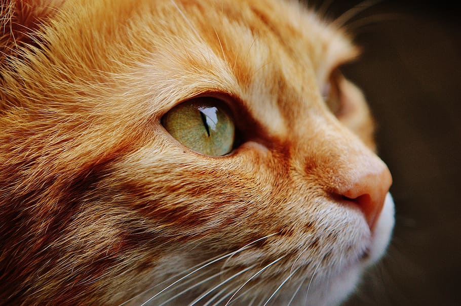 orange tabby cat, face, close, view, eyes, portrait, adidas HD wallpaper