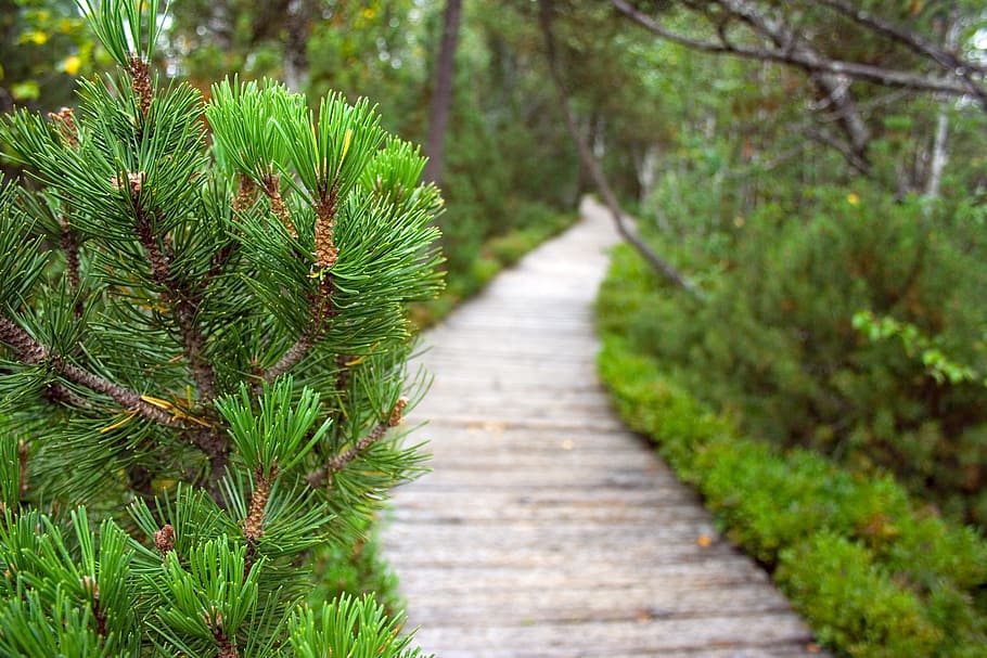 Path, Peat, Moor, Green, Green, Branch, Pine, tree, nature HD wallpaper