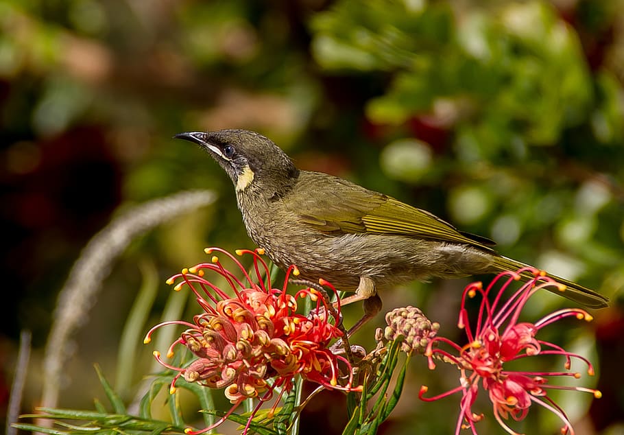 HD wallpaper: Red Wattlebird, Honeyeater, australian birds, australian ...