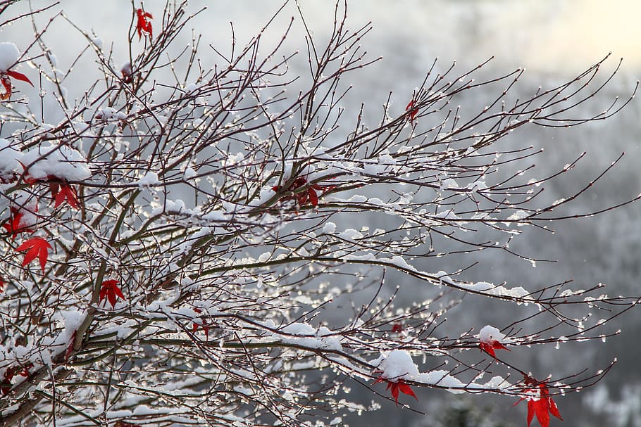 red maple leaves covered with snow, winter, white, cold, weather HD wallpaper