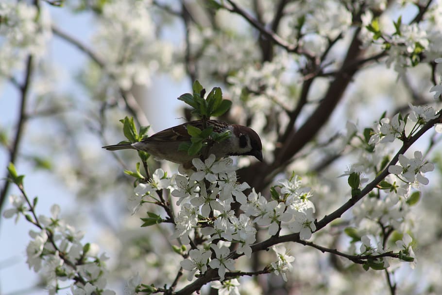 Spring, White, Bloom, Nature, Apple Tree, leaves, living nature HD wallpaper
