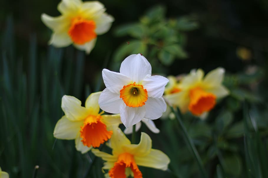 white and yellow daffodils in bloom, flower, spring, nature HD wallpaper
