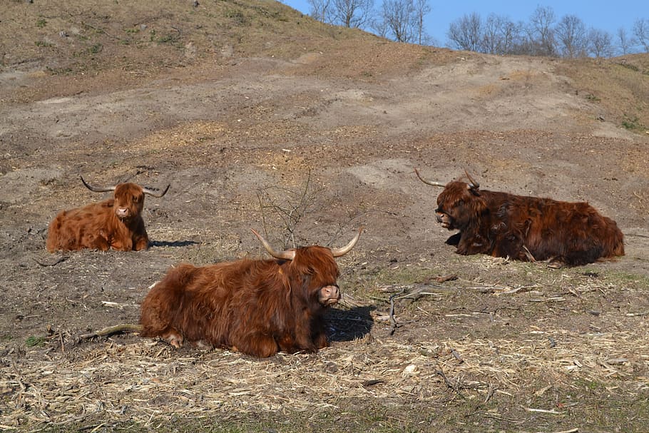 scottish highland cow, highland cattle, kyloe, cows, mammal, HD wallpaper