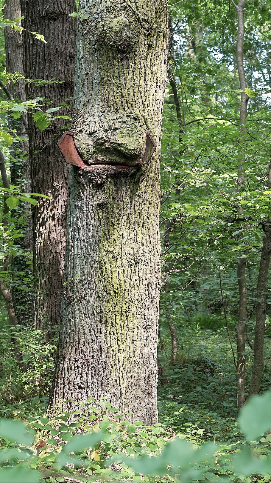 tree, forest, old tree, nature, deciduous forest, directory HD wallpaper