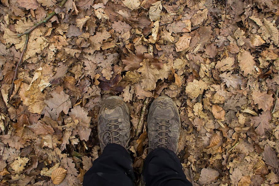 Hiking, Leaves, Nature, Tree, autumn, leaf, away, walk, background, HD wallpaper