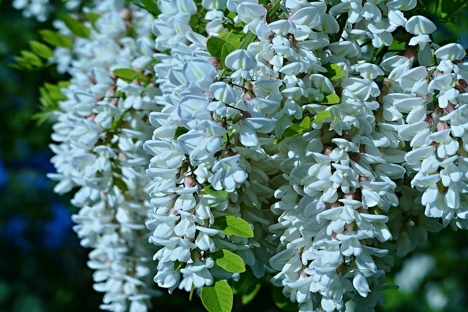 acacia, flowers, spring, tree, a branch, nature, in bloom flowers HD wallpaper