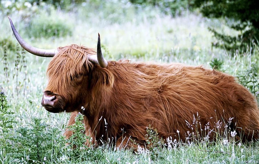 photo of brown yak on grass, desirable, scottish hochlandrind