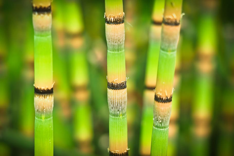 selective focus photography of sugarcanes, bamboo, bright, bamboo stalks