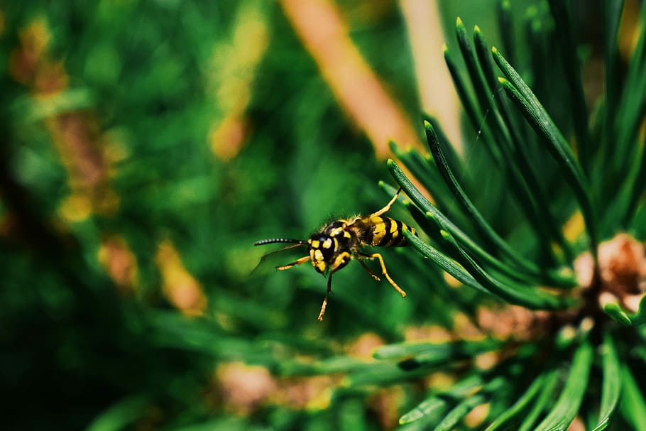 yellow and black bee on green leafed plant photography, flying yellow and black bee HD wallpaper