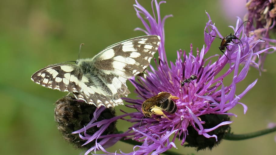 insects, butterfly, macro, flower, summer, beauty, flowering plant HD wallpaper