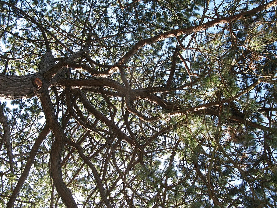 canopy, nature, tree, plant, low angle view, branch, growth HD wallpaper