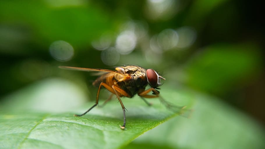 Close-Up, Insect, Macro, one animal, animals in the wild, animal themes HD wallpaper