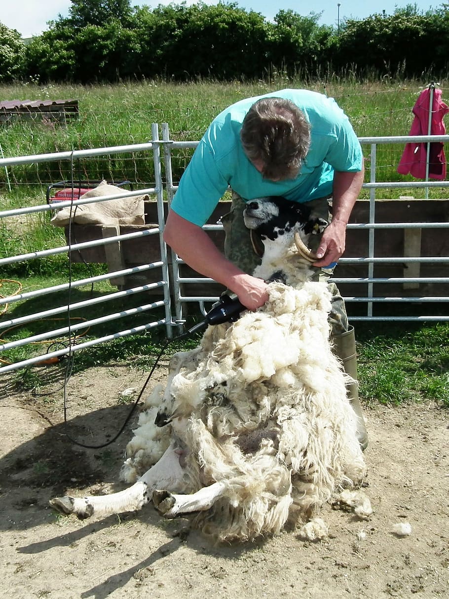 shearing, sheep, wool, sheep's wool, shearing sheep, sheepskin, HD wallpaper