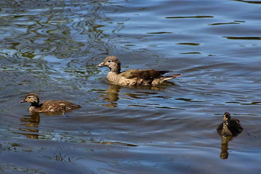 HD wallpaper: Gadwall, Duck, Chicken, Water, Lake, nature, water bird ...