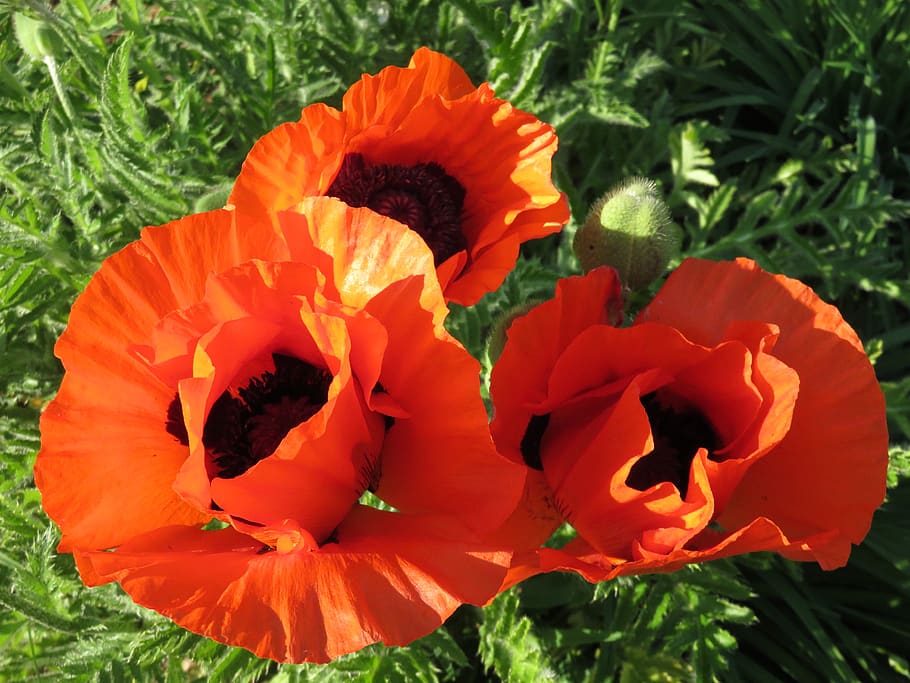 poppies, red, flowers, flowering plant, freshness, petal, close-up HD wallpaper