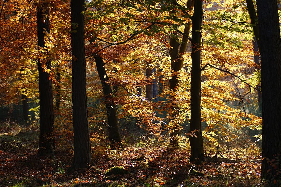 autumn, forest, trees, away, nature, leaves, fall color, fall foliage HD wallpaper