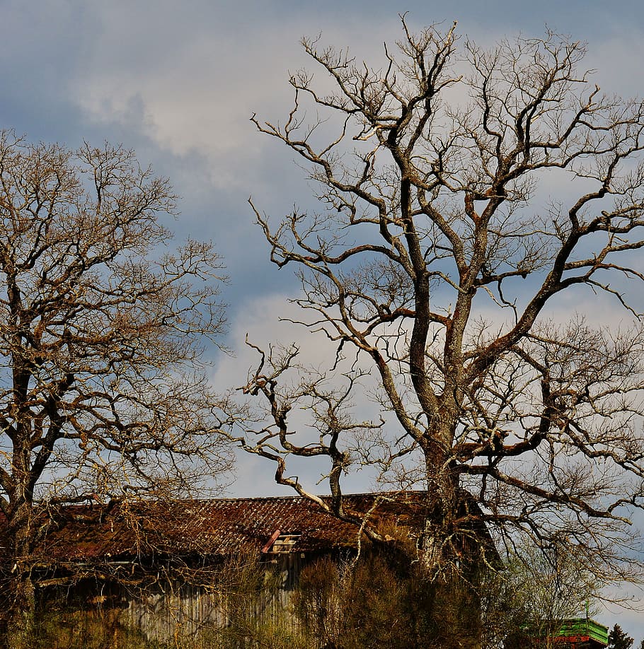 trees, sky, hut, plant, bare tree, branch, nature, day, cloud - sky HD wallpaper