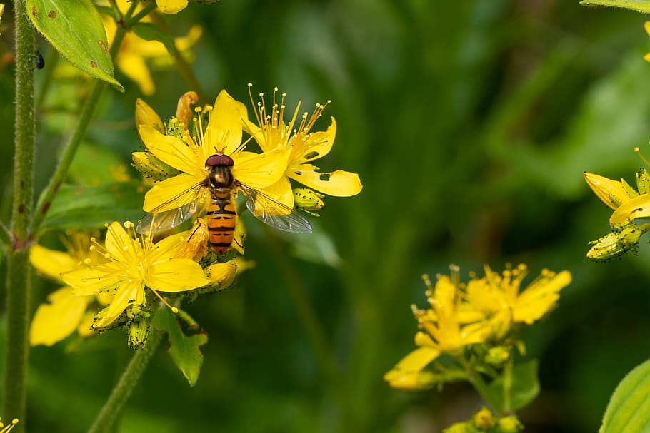 hoverfly, blossom, bloom, yellow, forest, meadow, nature, summer HD wallpaper