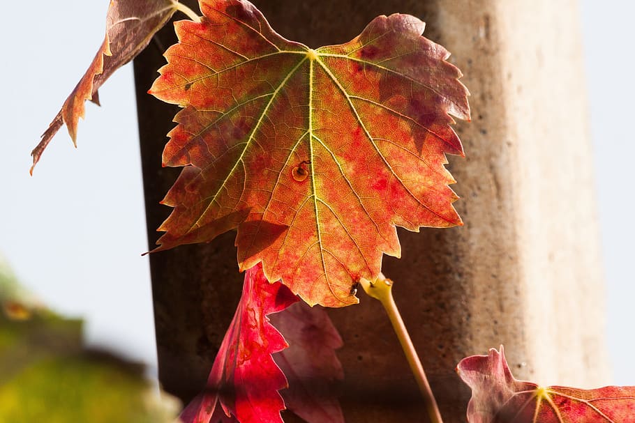 wine, leaf, wine harvest, vineyard, mast, plant, autumn, autumn colours, HD wallpaper