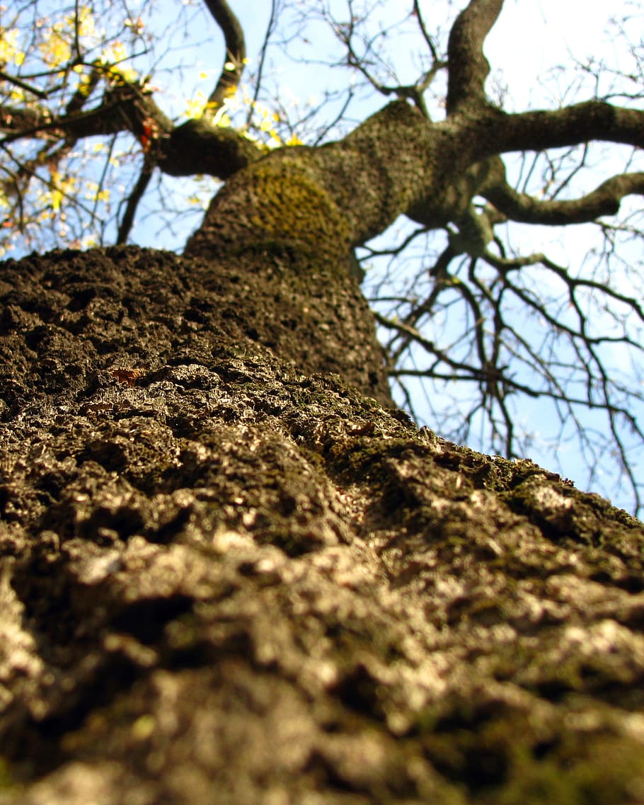 wood, landscape, nature, branches, bark, close -up, growth, leaves HD wallpaper