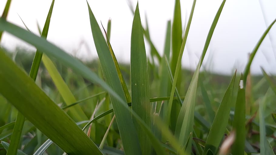 grass, green, close up, field, plant, growth, green color, land HD wallpaper