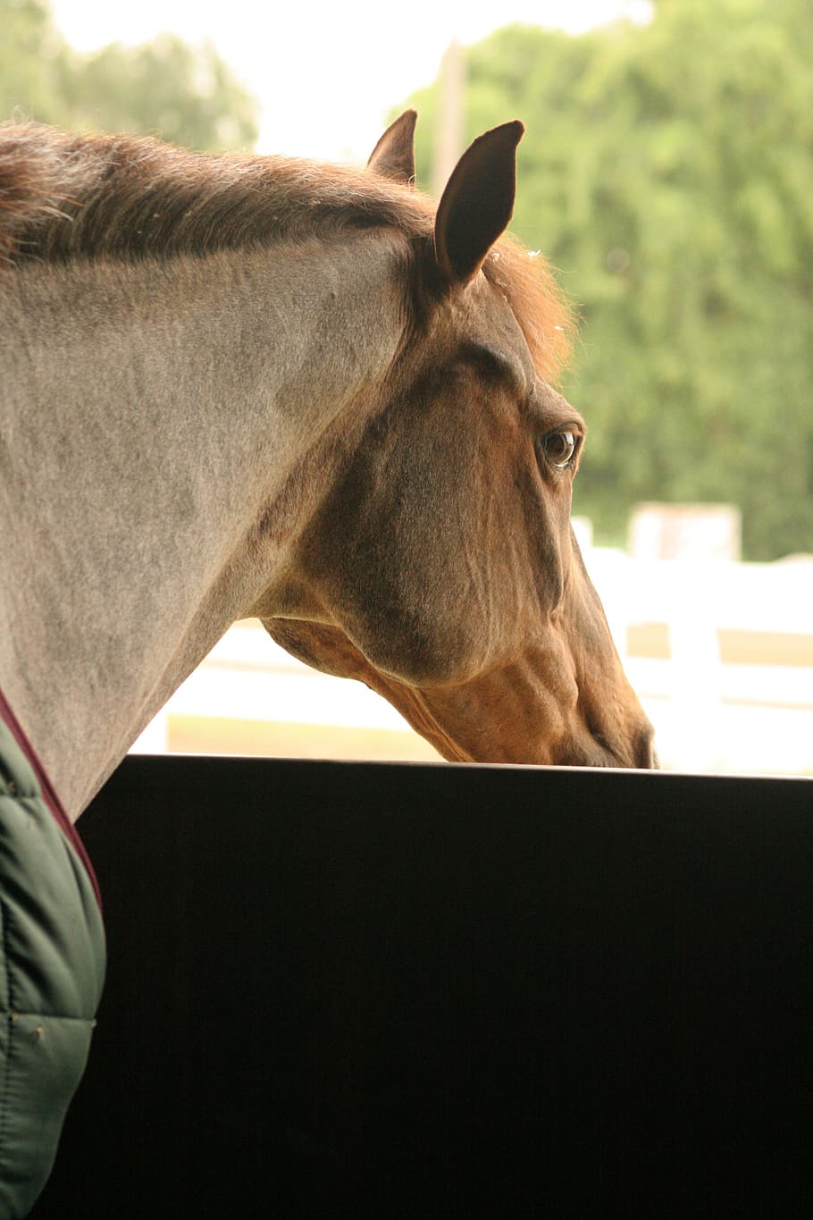 horse, stall, looking, head, animal, mammal, barn, equine, rural HD wallpaper