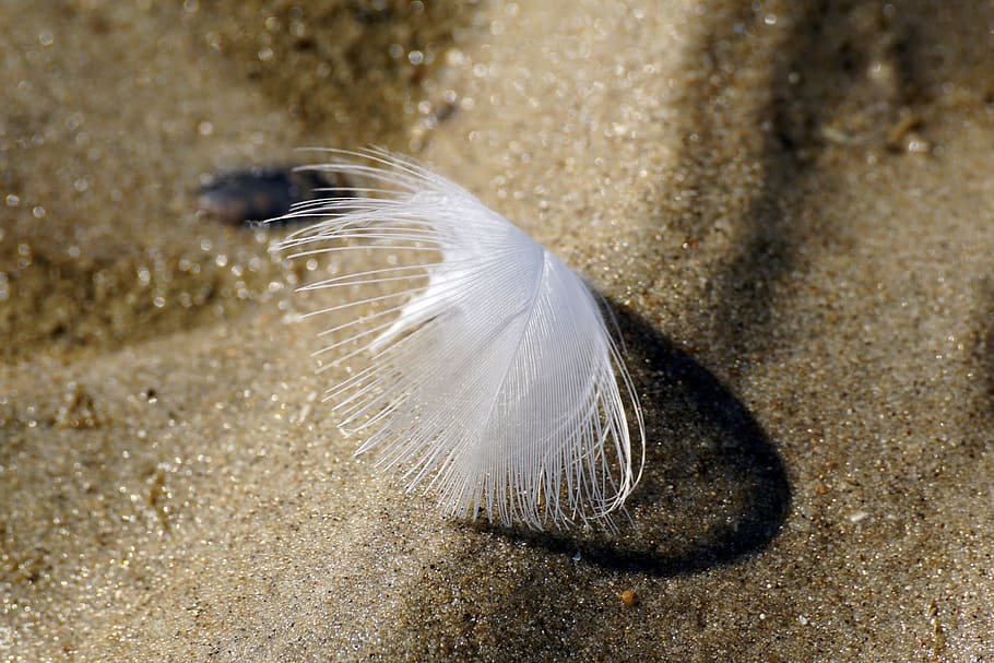 spring, white, slightly, bird feather, fluffy, close, filigree, HD wallpaper