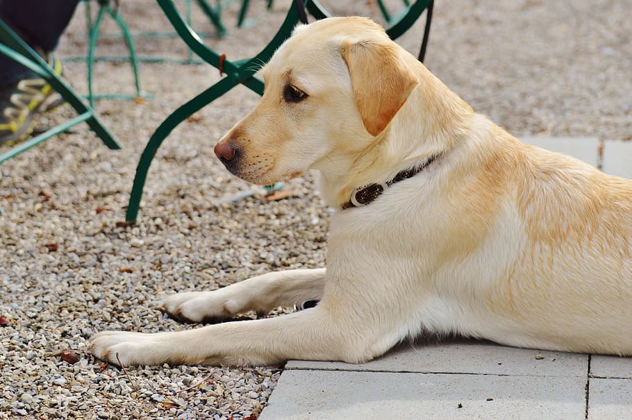 Labrador, Dog, Sweet, Animal, concerns, pet, dear, fur, pets HD wallpaper