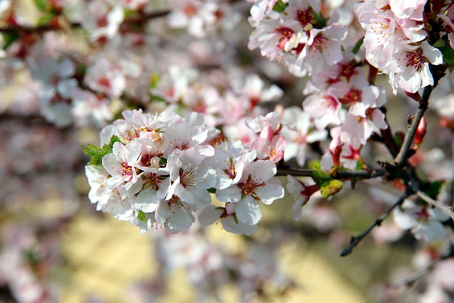 cherry, bloom, cherry blossoms, spring, white flowers, nature HD wallpaper