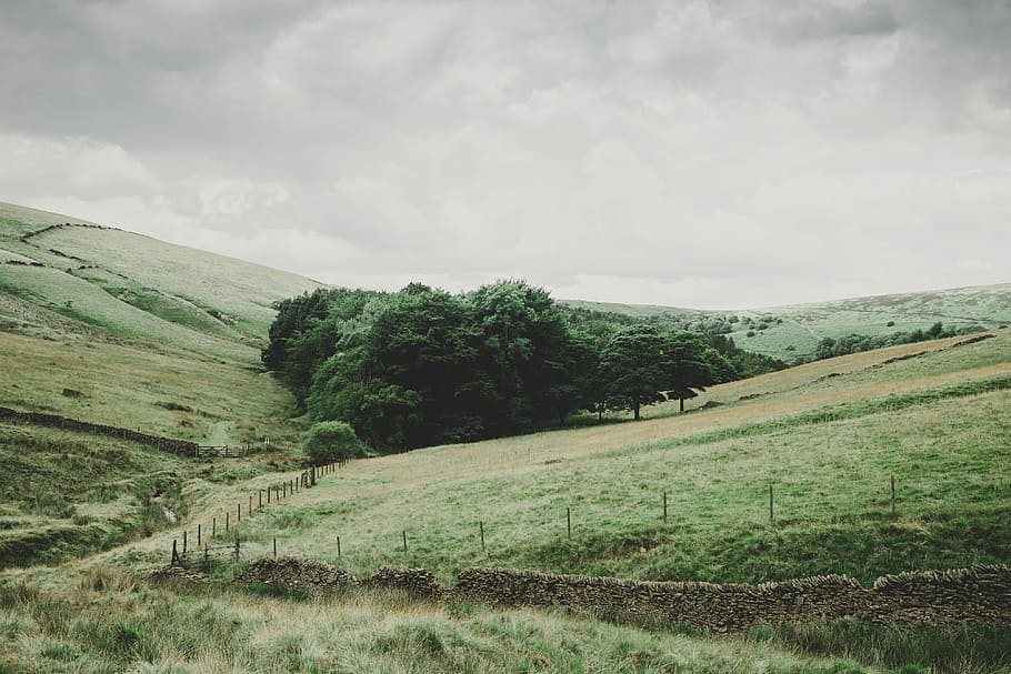 tree on hill, landscape photo of mountain, field, countryside HD wallpaper