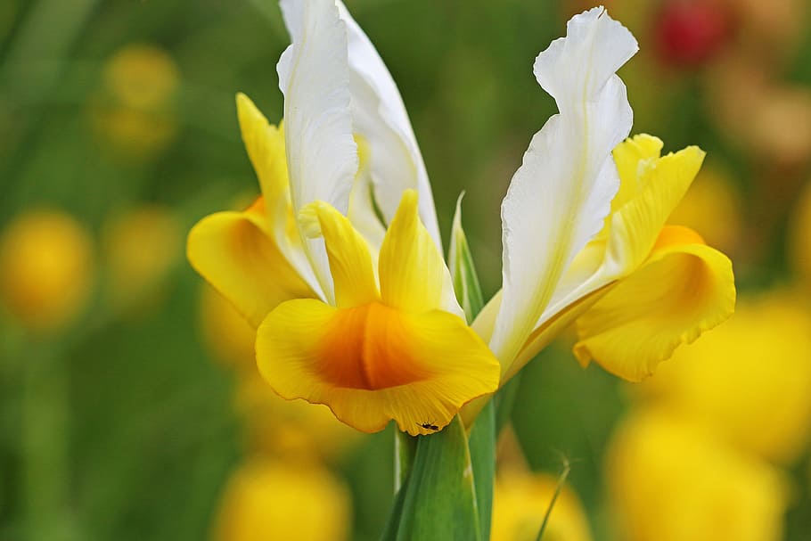 spring, garden, spring flower, iris, yellow, white, bloom, yellow spring flower HD wallpaper