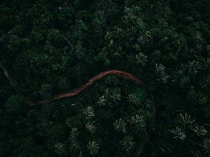 aerial photo of forest, palm, tree, road, path, track, trail HD wallpaper