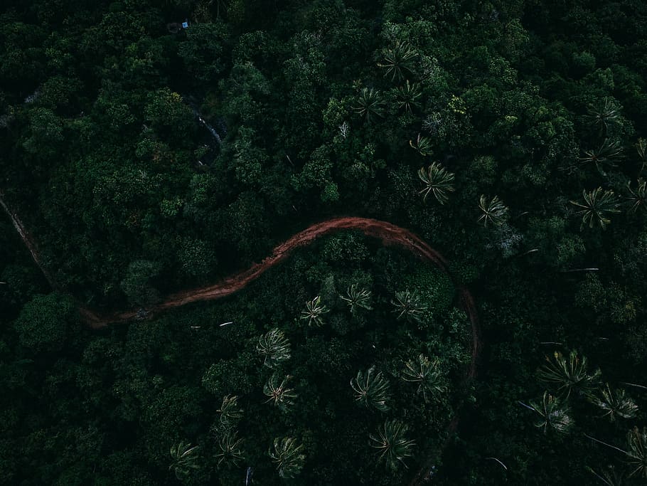 aerial photo of forest, palm, tree, road, path, track, trail HD wallpaper