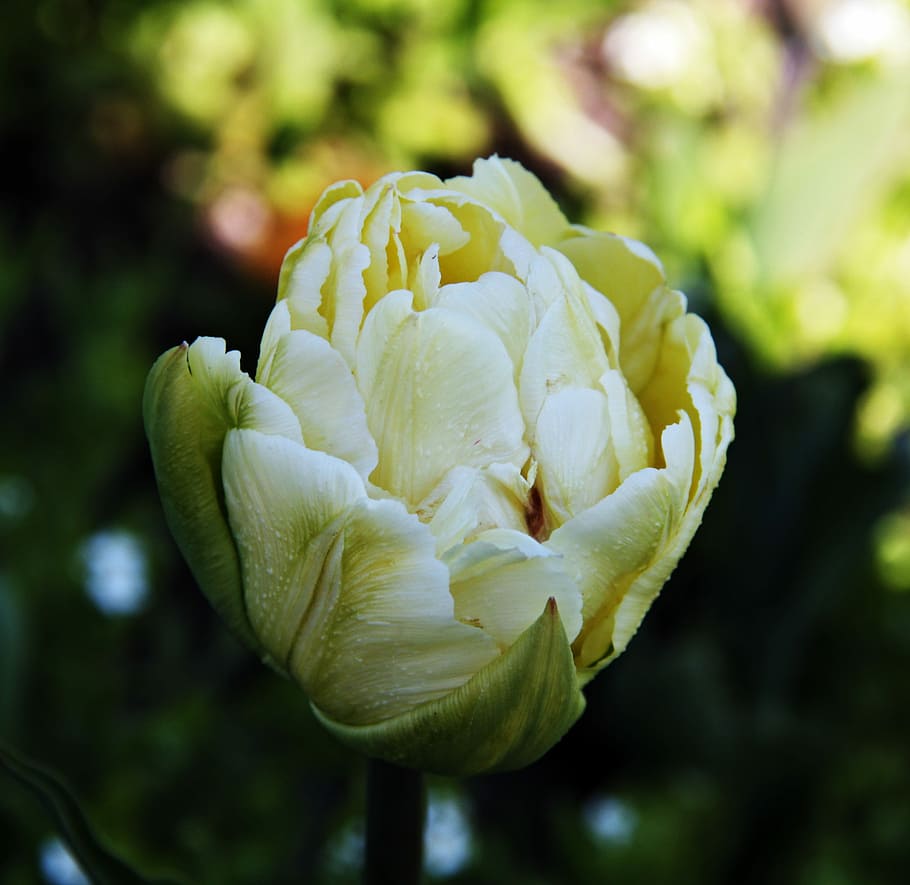 Tulips, Yellow, Flowers, Spring, growth, nature, plant, focus on foreground HD wallpaper