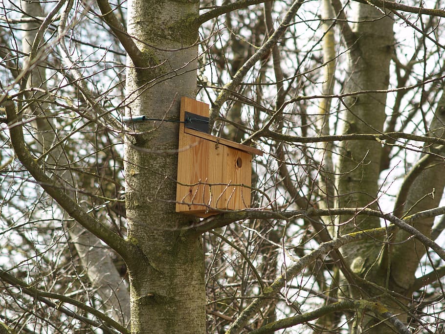 bird, bird box, nature, spring, nest, tree, branch, nesting HD wallpaper