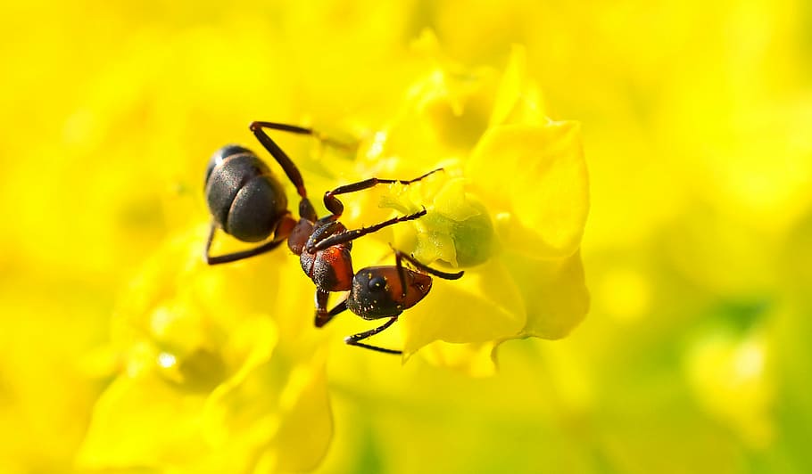 red ant on yellow flower, insect, nature, live, invertebrate HD wallpaper
