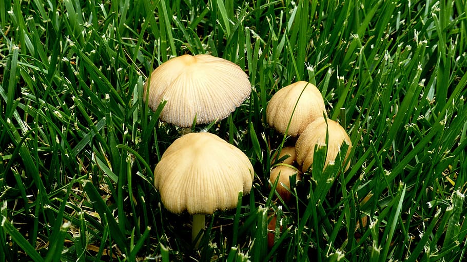 toadstools, mushroom, lawn, fungi, plant, growth, vegetable HD wallpaper