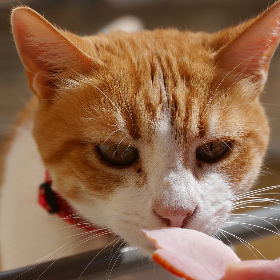 cat, pet, feed, orange, cute, mammal, animal themes, domestic cat HD wallpaper
