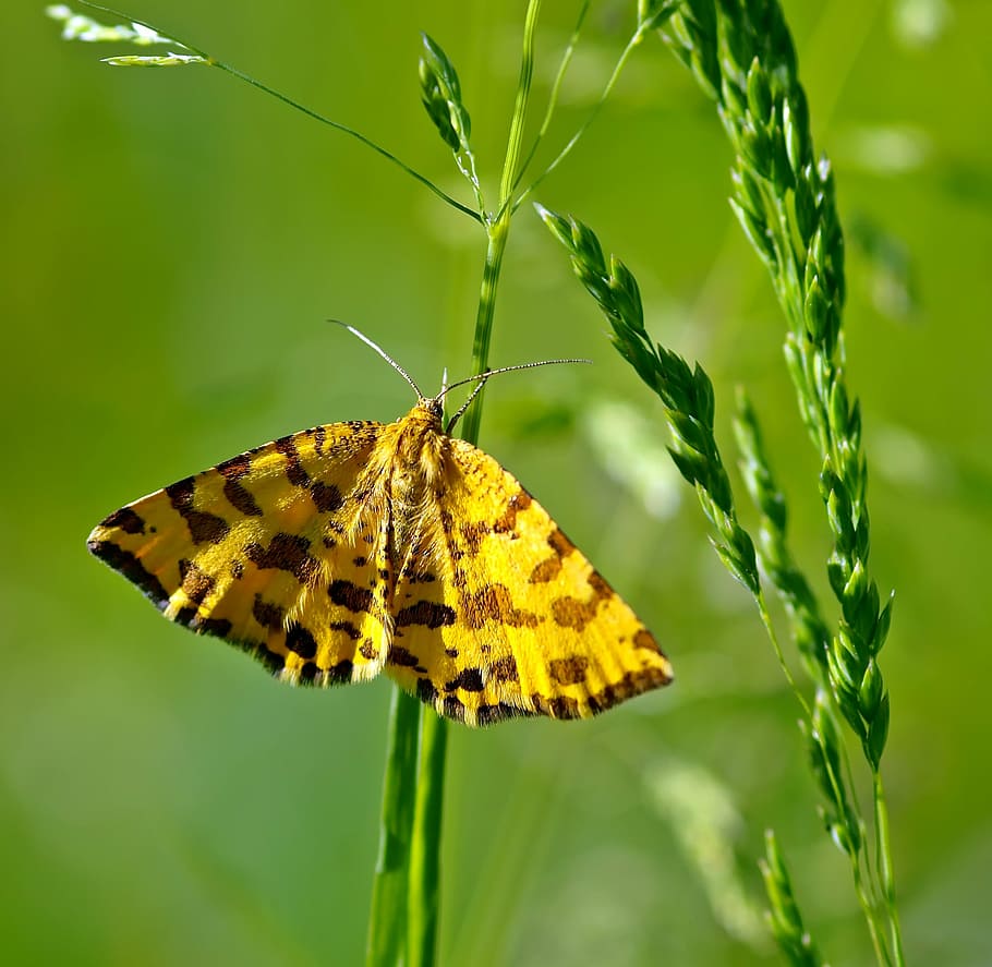insect, nature, live, one animal, animal wing, leaf, butterfly - insect HD wallpaper