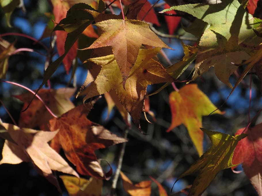 platano, tree, nature, leaf, plant part, autumn, change, close-up HD wallpaper