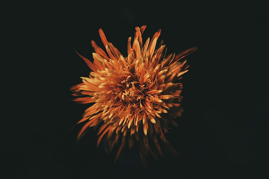 selective focus photography of orange petaled flower, brown petaled flower HD wallpaper