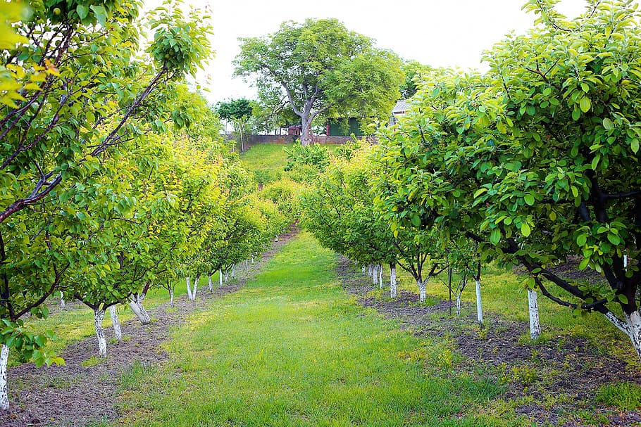 green grass and green leafed plants, apricot orchard, old, walnut HD wallpaper