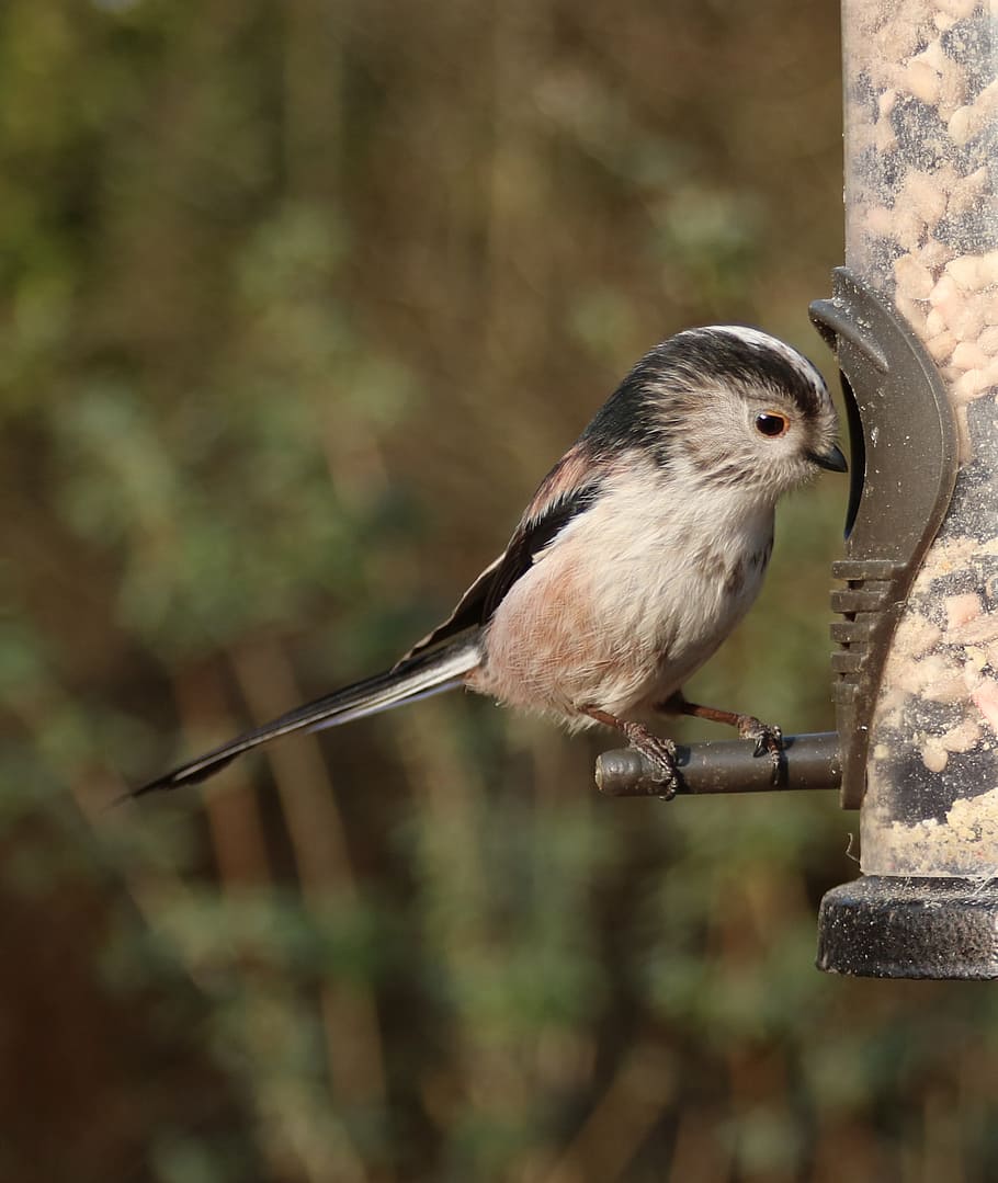 long tailed tit, cute, bird, longtailed, small, fluff, sit HD wallpaper