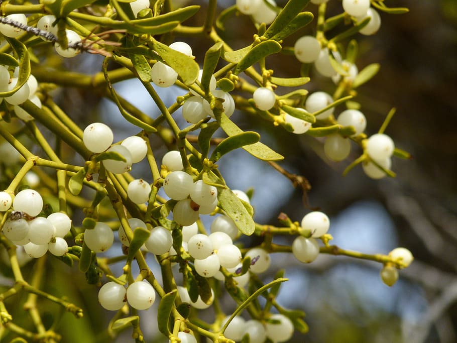 mistletoe, christmas, pine, forest, nature, tree, branch, outdoors HD wallpaper