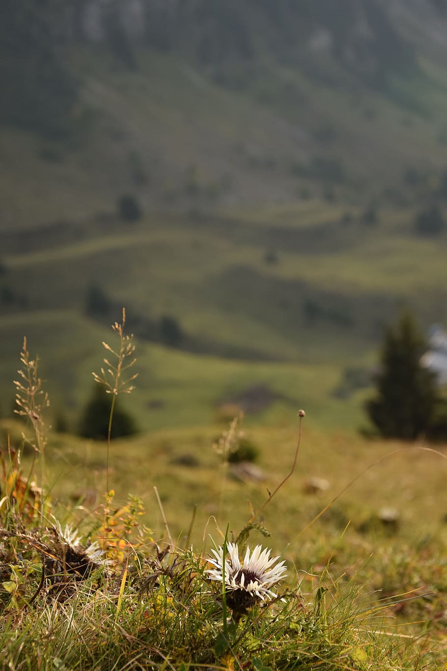 thistle, flower, mountain, nature, plant, growth, land, landscape HD wallpaper