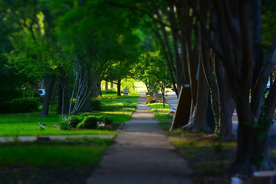 sidewalk, trees, miniature, plant, growth, direction, nature HD wallpaper