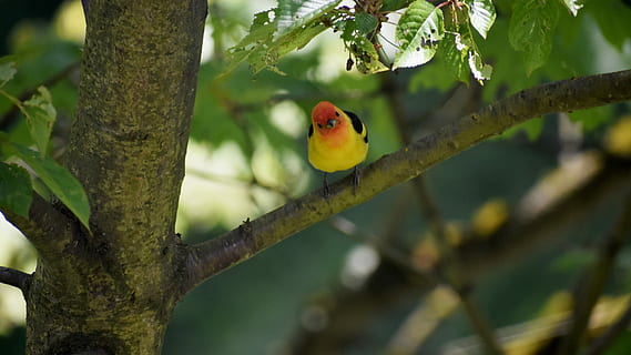 Bird, Tree, Cute, Yellow, Finch, summer, western tanager, songbird HD wallpaper