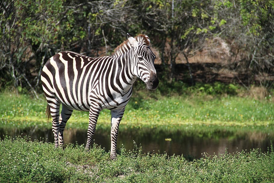 Zebra, Zoo, Florida, Striped, wildlife, safari Animals, africa HD wallpaper