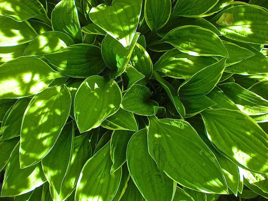 leaf, green, garden, nature, plant, summer, plant part, green color HD wallpaper